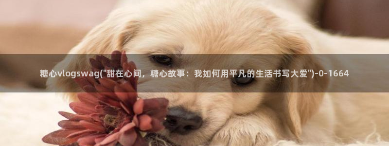 心糖vlog记录